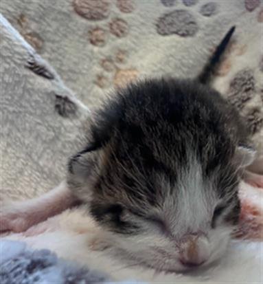 CORTADO - Domestic Short Hair for adoption in Dallas