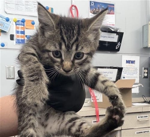 RANSOM - Domestic Short Hair available for adoption