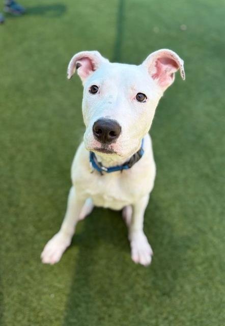 DAVID - Pit Bull Terrier for adoption in Irving