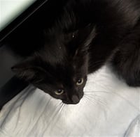 BEAN - Photo 1