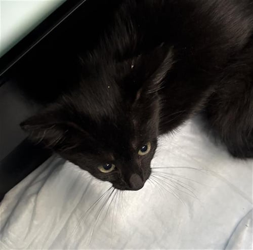 BEAN - Domestic Short Hair available for adoption