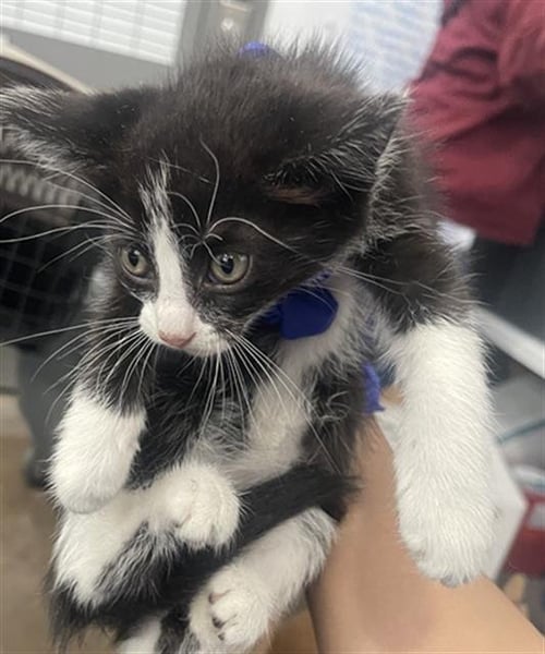 BAILEY - Domestic Short Hair available for adoption