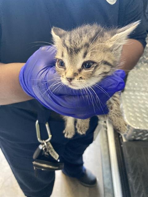 ABIGAIL - Domestic Short Hair available for adoption
