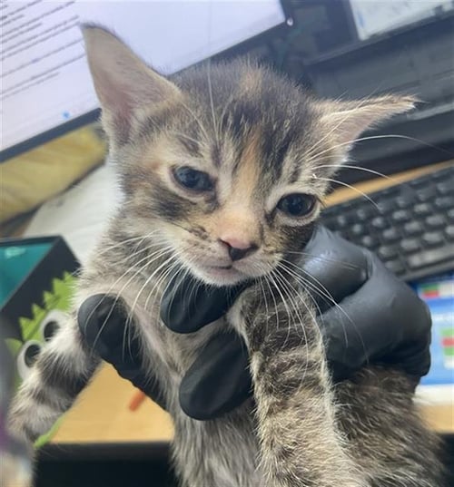 CORALINE - Domestic Short Hair available for adoption