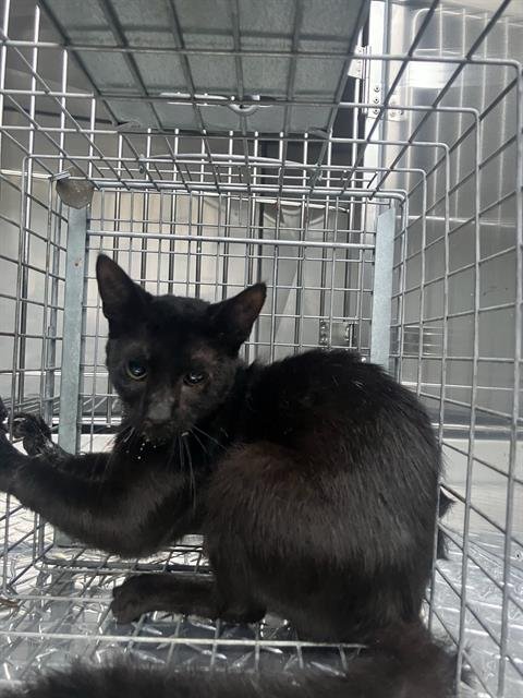 SHELL - Domestic Short Hair available for adoption