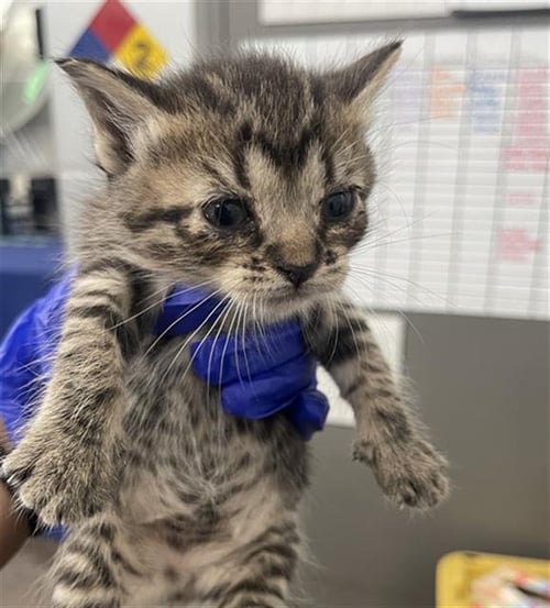 MISSY - Domestic Short Hair available for adoption