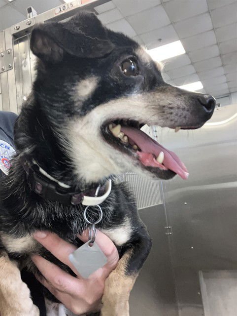 COCOA - Dachshund available for adoption