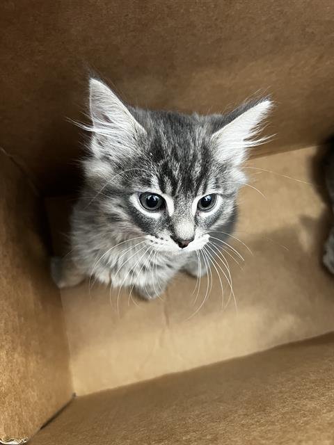 CHARLES - Domestic Long Hair available for adoption