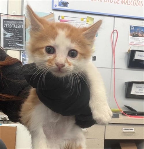 NINE TAILS - Domestic Medium Hair available for adoption