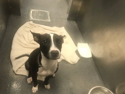 PRECIOUS - Pit Bull Terrier available for adoption