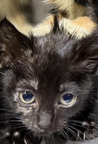 CICI Image