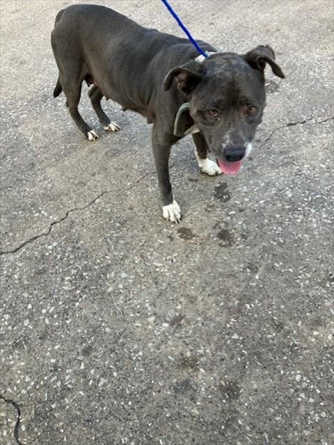 SARA - Pit Bull Terrier available for adoption