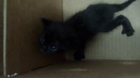 PANTHER - Photo 1