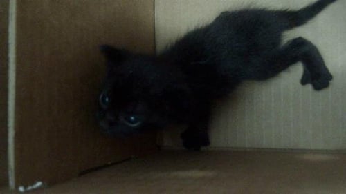 PANTHER - Domestic Short Hair available for adoption