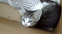 BONNEY - Photo 1