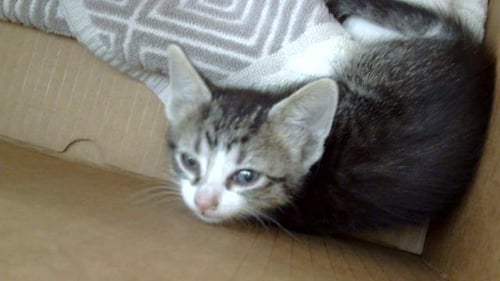 BONNEY - Domestic Medium Hair available for adoption