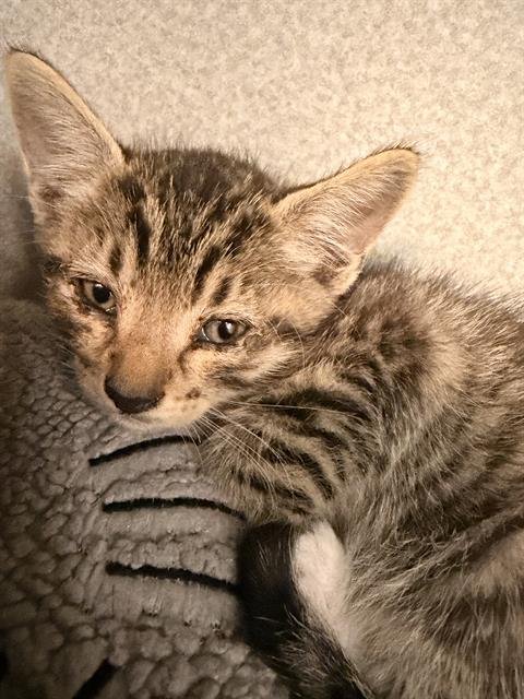 MAUI - Domestic Short Hair available for adoption