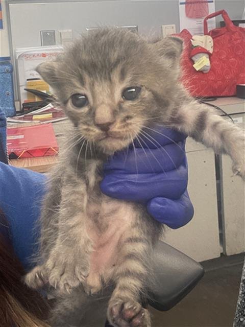 MOON - Domestic Short Hair available for adoption