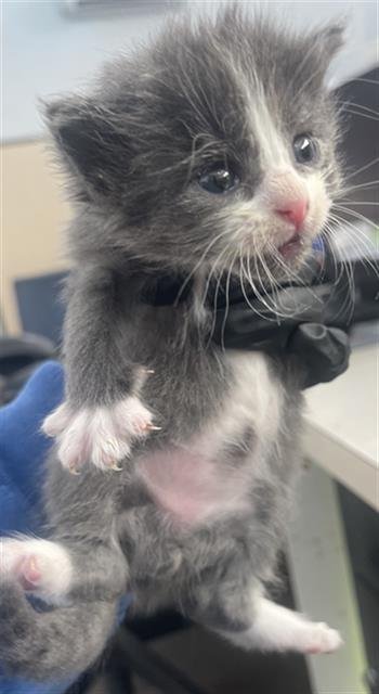 ROVER - Domestic Short Hair available for adoption