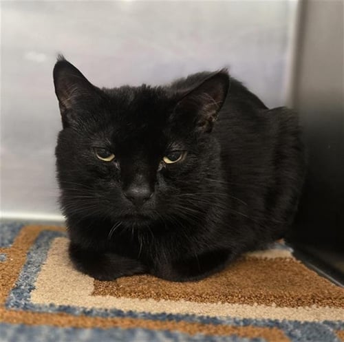 MIDNIGHT - American Shorthair available for adoption