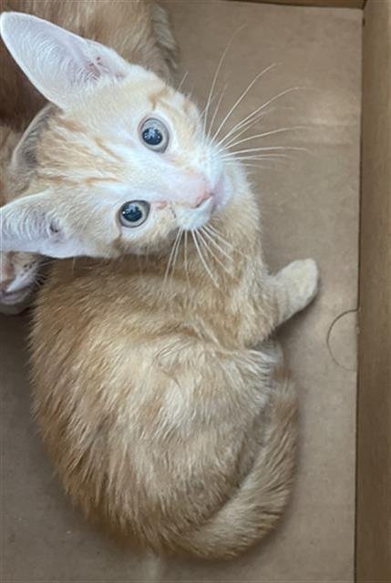 ZOEI - Domestic Short Hair available for adoption