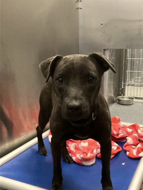 COQUI - Black Mouth Cur available for adoption