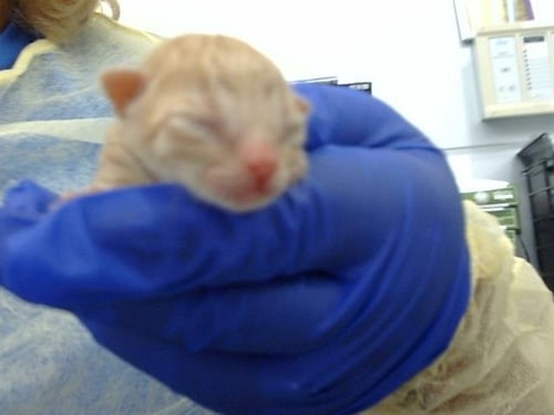 ATLAS - Domestic Medium Hair available for adoption