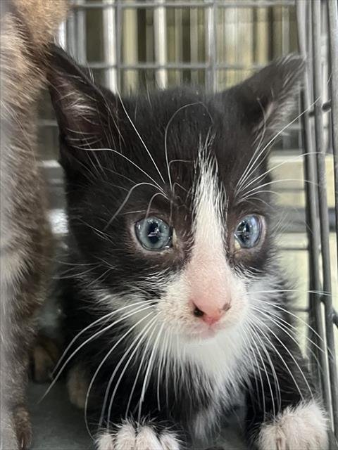 DEVIN - Domestic Short Hair available for adoption