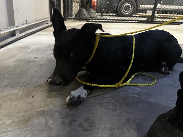 BALOO - Labrador Retriever available for adoption