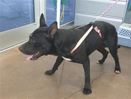 BIG JOHN - Pit Bull Terrier available for adoption