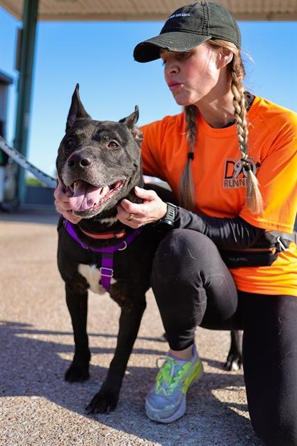BIG JOHN - Pit Bull Terrier available for adoption