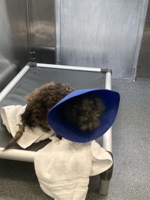 JULIE - Poodle (Miniature) available for adoption