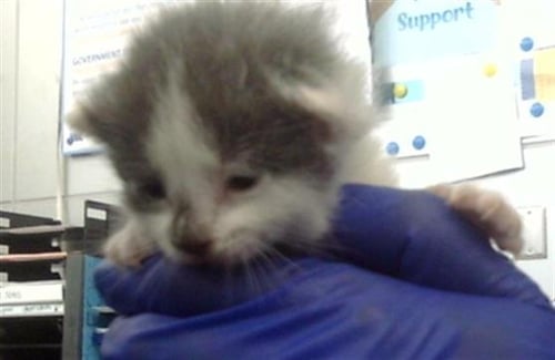 PEPPER - Domestic Short Hair for adoption in Irving