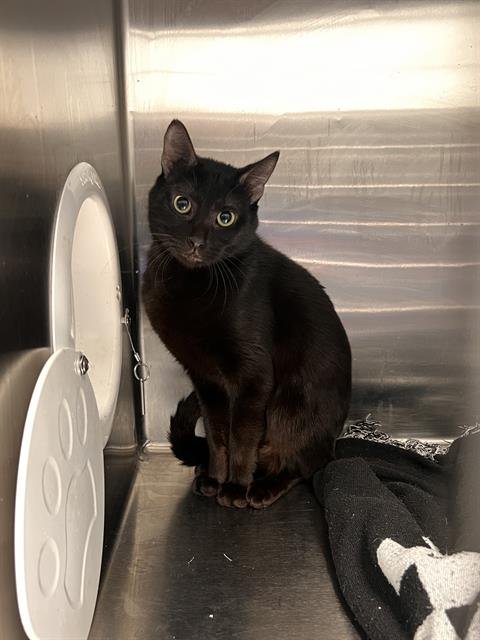 BEATRIZ - Domestic Short Hair available for adoption