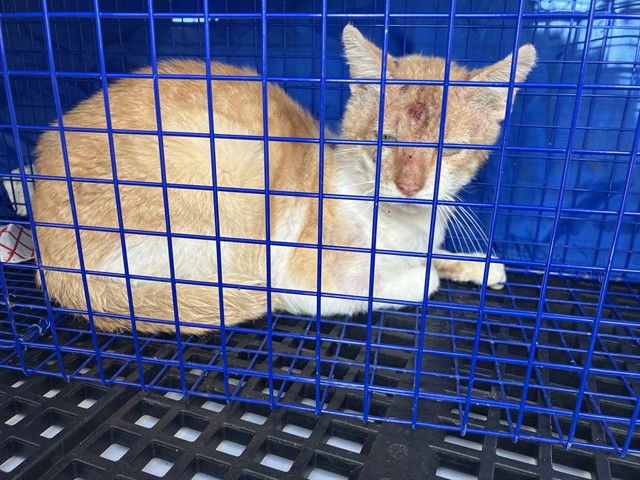 ARCHIE - Domestic Short Hair available for adoption