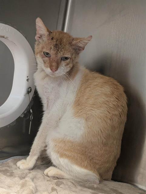 ARCHIE - Domestic Short Hair for adoption in Dallas