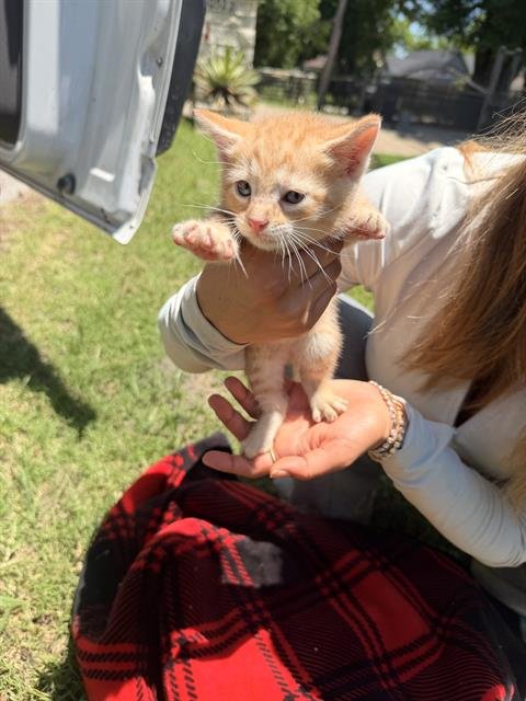 RYLIE - Domestic Short Hair available for adoption
