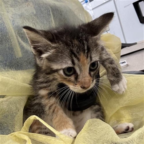 JUJU - Domestic Short Hair available for adoption
