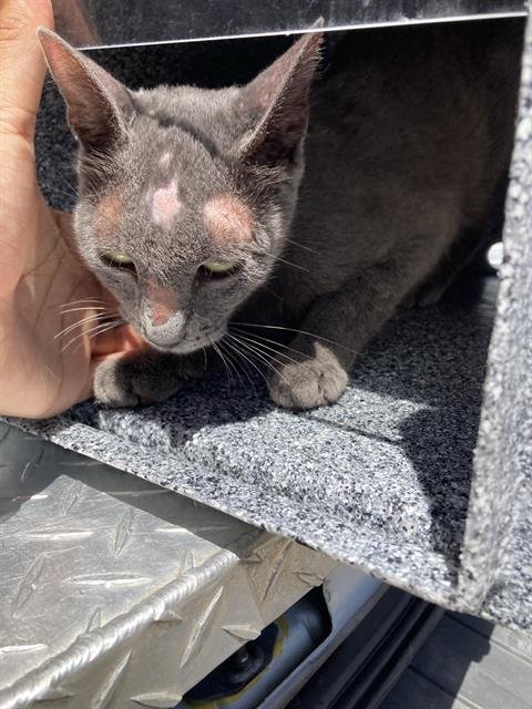 ASPEN - Domestic Short Hair available for adoption
