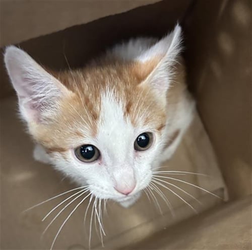 TONY - Domestic Short Hair available for adoption