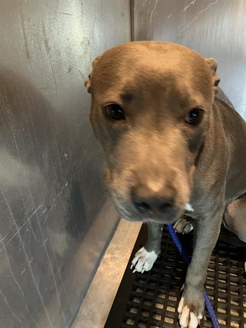 NOLA - Pit Bull Terrier available for adoption