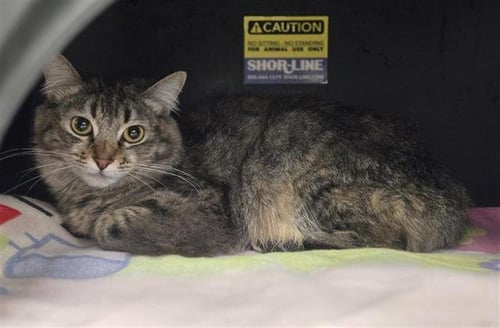 SMOKE - Domestic Long Hair available for adoption