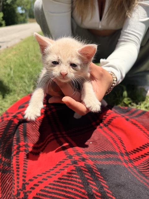CADE - Domestic Short Hair available for adoption