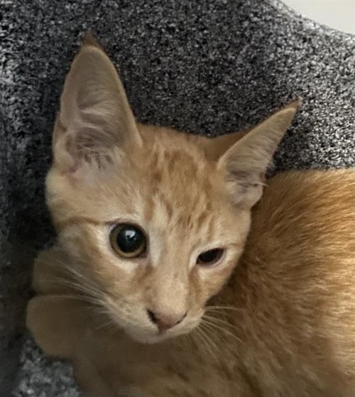 TUESDAY - Domestic Short Hair available for adoption