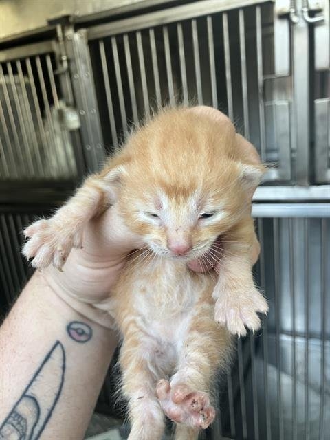 KITTEN 4 - Domestic Medium Hair available for adoption