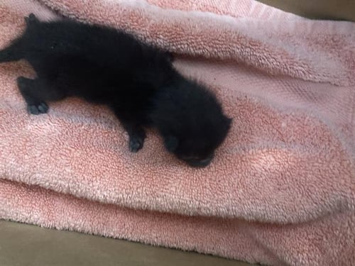 MOON - Domestic Short Hair available for adoption