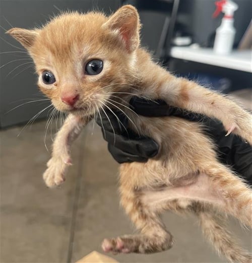 CUJO - Domestic Short Hair available for adoption
