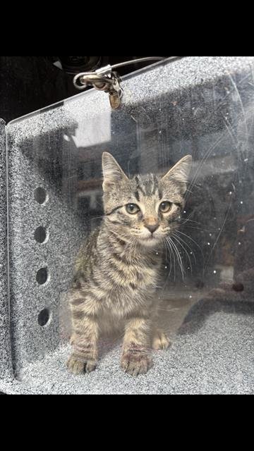 BEATRICE - Domestic Medium Hair available for adoption