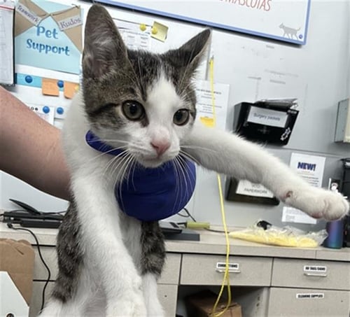 BRONX - Domestic Short Hair available for adoption