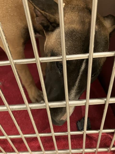 CHOFIS - Bull Terrier available for adoption